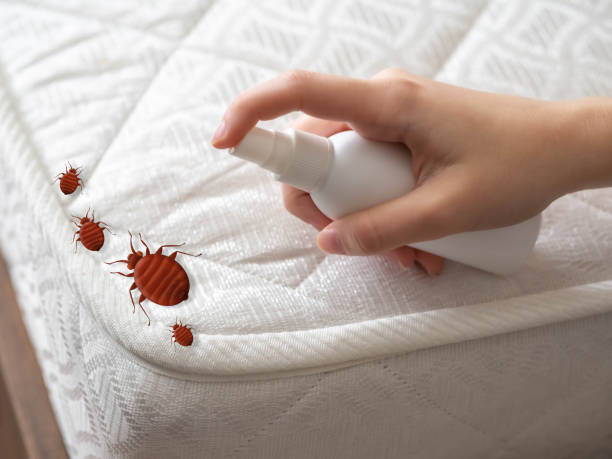 Best Pest Control Near Me in Lincolnwood, IL